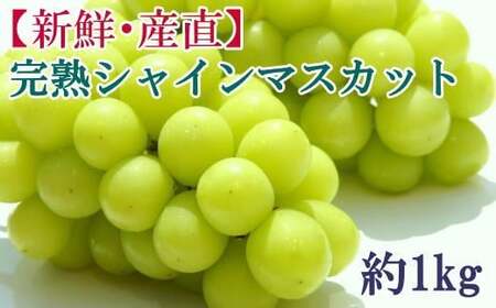 [先行予約]和歌山県産完熟シャインマスカット約1kg[2026年度発送分] ※2026年9月上旬〜2026年9下旬頃に順次発送 ※北海道・沖縄・離島配送不可 シャインマスカット マスカット 果物 くだもの フルーツ 葡萄 ぶどう ブドウ [tecj1038]