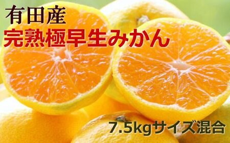 [手選別]紀州有田の完熟極早生みかん約7.5kg(サイズ混合) ※2024年10月下旬〜2024年11月上旬頃より順次発送より順次発送果物/ フルーツ くだもの みかん [tec802]