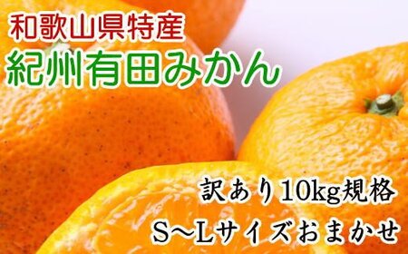 果物 くだもの フルーツ 蜜柑 みかん / [訳あり規格]和歌山有田みかん10kg(S〜Lサイズおまかせ)※2024年11月中旬〜2025年1月中旬頃より順次発送[tec830]