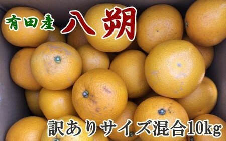 [手選果・訳あり]有田産の八朔10kg(サイズ混合)[2025年1月下旬〜2025年2月下旬頃に順次発送]/果物 くだもの フルーツ 蜜柑 みかん[tec847]