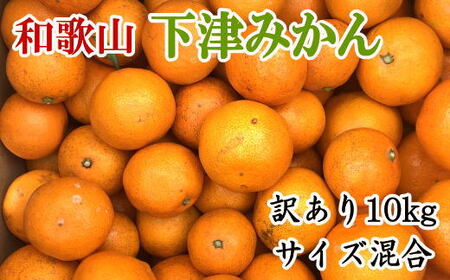 果物 くだもの フルーツ 蜜柑 みかん / [産直]和歌山下津みかん 10kg(訳ありサイズ混合) ※2024年11月中旬〜2025年1月中旬頃に順次発送[tec885]