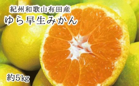 みかん 蜜柑 フルーツ 果物 くだもの / 紀州和歌山有田産ゆら早生みかん 5kg ※2024年10月中旬頃〜2024年10月下旬頃順次発送[uot721]