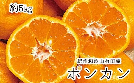 みかん 蜜柑 フルーツ 果物 くだもの / 紀州和歌山有田産ポンカン 5kg ※2025年2月上旬頃〜2月下旬頃に順次発送予定(お届け日指定不可) [uot722]