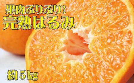 みかん 蜜柑 フルーツ 果物 くだもの / 果肉ぷりぷり!完熟はるみ5kg ※2025年2月上旬頃〜2月下旬頃に順次発送予定(お届け日指定不可) [uot732]