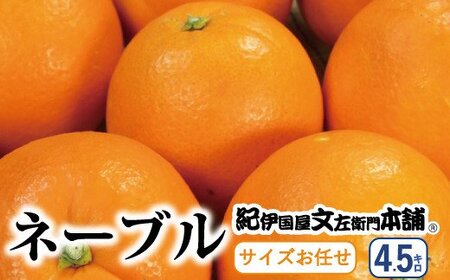 ネーブル 蜜柑 みかん 柑橘 オレンジ 果物 フルーツ/ ネーブル 約4.5kg サイズおまかせ ※2025年1月中旬〜2月上旬頃に順次発送予定(お届け日指定不可) 紀伊国屋文左衛門本舗 [kmtb431B]