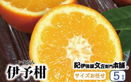 蜜柑 みかん 柑橘 伊予間 いよかん 果物 フルーツ / 伊予柑(いよかん) 約5kg/サイズおまかせ ※2025年1月中旬〜2月中旬頃に順次発送予定(お届け日指定不可) 紀伊国屋文左衛門本舗 [kmtb441A]