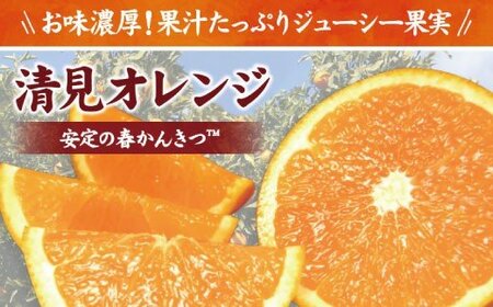 みかん 蜜柑 柑橘 清見オレンジ オレンジ みかん フルーツ 果物 / 清見オレンジ約5kg/果実サイズおまかせ※2025年2月中旬〜4月下旬頃発送予定 紀伊国屋文左衛門本舗[kmtb400A]