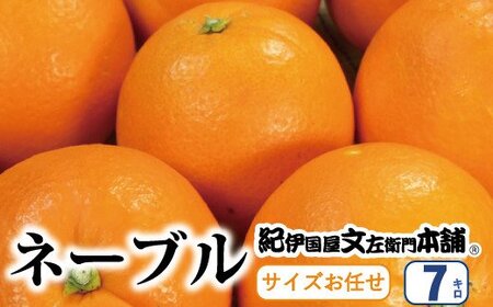 ネーブル オレンジ ネーブルオレンジ 蜜柑 みかん 柑橘 果物 フルーツ / ネーブル 約7kg/サイズおまかせ ※2025年1月中旬〜2月上旬頃に順次発送予定(お届け日指定不可) 紀伊国屋文左衛門本舗 [kmtb430A]