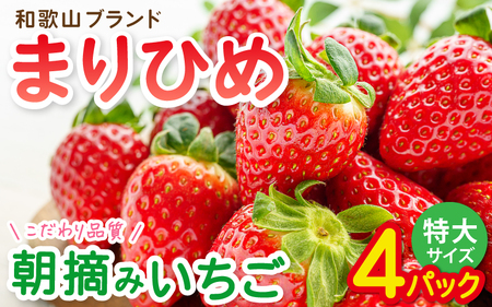 特大まりひめイチゴ 朝摘 6個～11個入×4パック【2027年1月中旬頃より発送】【先行予約】【KT4】【BH004-kiy004】