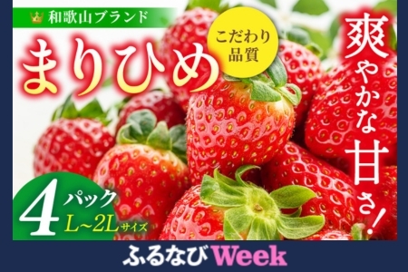 yӂȂWEEKΏہz܂Ђ߃C`S L`QL 12`15×4pbNy2026N1{`3{ɏzys̔zyKG8zFN-LimitedyBK008-kgr008A-weekz