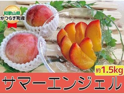 Z󏭕iZuT}[GWFv1.5kgy2026N7{`7{\zyA253-frks146Az