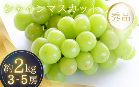 シャインマスカット たっぷり 約2kg 箱入り 【2025年8月中旬～9月上旬頃順次発送】/ シャインマスカット ぶどう マスカット シャインマスカット フルーツ 果物 シャインマスカット くだもの 食品 人気 おすすめ【G220-art039A】