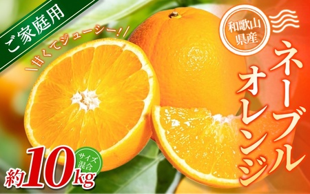 yƒpz X{_̎Iʃl[uIW 10kg a̎RY TCY ykCEEzszy2026N1{`2{ɏzyRN35zyBV90035-mrmt035z