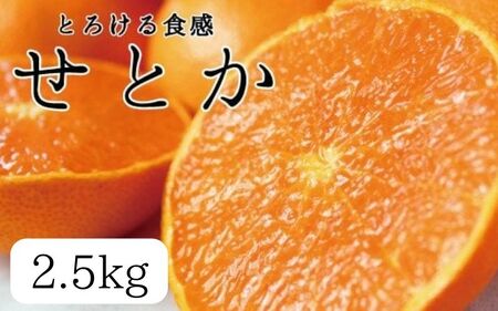 とろける食感 ジューシー柑橘 せとか 約2.5kg みかん 蜜柑 柑橘 オレンジ 果物 フルーツ 国産 和歌山県広川町 【2027年1月下旬頃〜2027年2月上旬頃発送】【Z-uot789】