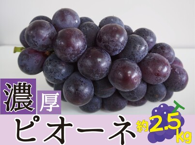 種なしピオーネ[約 2.5kg][2025年8月下旬〜9月中旬頃発送予定][A-frks171]