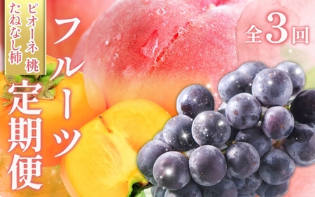 受付終了まで残り僅か![全3回 ]かつらぎ町産 フルーツ定期便(桃・ピオーネ・たねなし柿)フルーツ王国よりお届け♪ / もも ピオーネ ぶどう 種無し たねなし 柿 果物 定期便 セット 和歌山 旬 甘い 先行予約 2025[A-frks901]