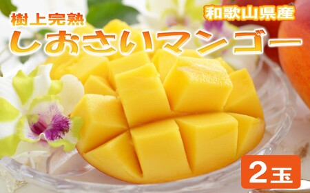 和歌山県産 樹上完熟しおさいマンゴー(2玉入り)[2026年7月下旬〜2026年8月下旬頃に順次発送][TM-tecj1030A]