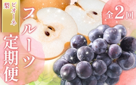 [全2回 ]かつらぎ町産 フルーツ定期便(梨・ピオーネ)フルーツ王国よりお届け♪ / なし ピオーネ ぶどう 種無し たねなし フルーツ 果物 定期便 セット 和歌山 旬 甘い 先行予約[A-frks902A]