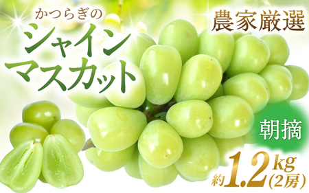 先行予約! 朝摘み シャインマスカット 秀品 2房(約1.2kg)こだわり農家厳選![2026年8月末から9月末順次発送予定][BK-kgr035]