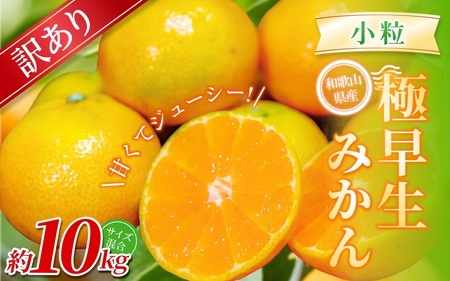  みかん 極早生小粒みかん 約10kg【訳あり】【BV-mrmt059】