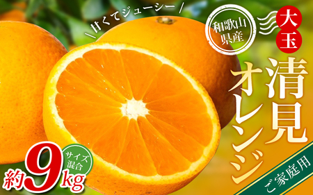 ��ʐ����I�����W �y�ƒ�p�z �X�{�_���̎�I�� ��9kg �a�̎R���Y �T�C�Y���� �y�k�C���E����E�����z���s�z�y2026�N2����{�`5�����{���ɏ��������z�yBV-mrmt076�z