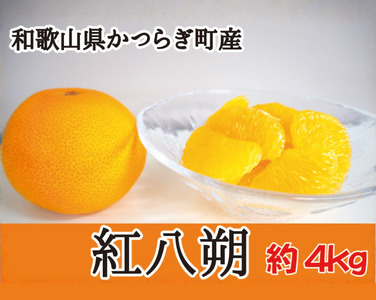 八朔 紅八朔 甘酸っぱさ、はじける。かつらぎの紅八朔 約4kg[2026年2月中旬〜2026年2月下旬お届け予定][A-frks188]