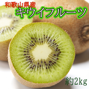 和歌山県産キウイフルーツ約2kg(サイズ混合)[2026年11月下旬〜2027年2月下旬頃順次発送]/キウイ 果物 甘い 甘酸っぱい 美味しい 和歌山 [TM-tecj1039]