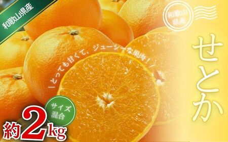 みかん せとか 約2kg 森本農園の手選別 和歌山県産 サイズ混合 [北海道・沖縄・離島配送不可][1月下旬〜4月末頃順次発送]/ せとか 蜜柑 フルーツ 果物 くだもの 食品 人気 おすすめ 送料無料[BV-mrmt088]