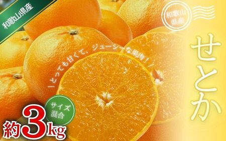 みかん せとか 約3kg 森本農園の手選別 和歌山県産 サイズ混合 [北海道・沖縄・離島配送不可][1月下旬〜4月末頃順次発送][BV-mrmt089]