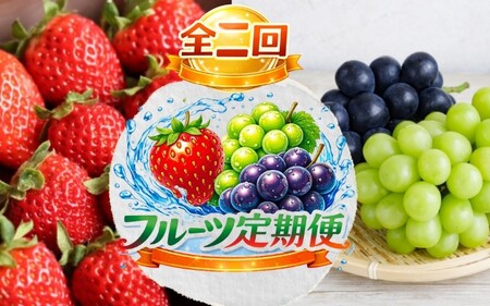 [全2回 ]かつらぎ町産 フルーツ定期便(まりひめ・シャイン&ピオーネ)フルーツ王国よりお届け♪ / いちご ピオーネ ぶどう 種無し たねなし フルーツ 果物 定期便 セット 和歌山 旬 甘い 先行予約 2026[A-frks904]