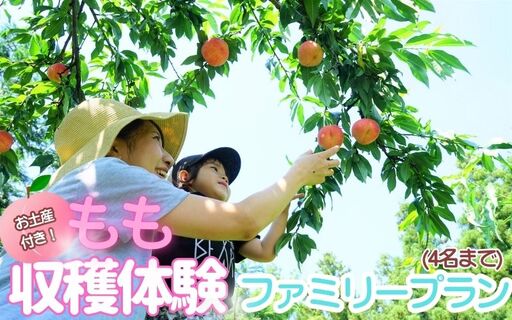 お土産付き 収穫体験ファミリープラン 4名まで 桃[aozf011]