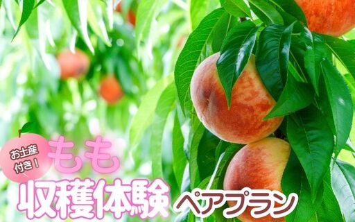 お土産付き 収穫体験ペアプラン 2名まで あおぞらふぁーむ 桃[aozf012]
