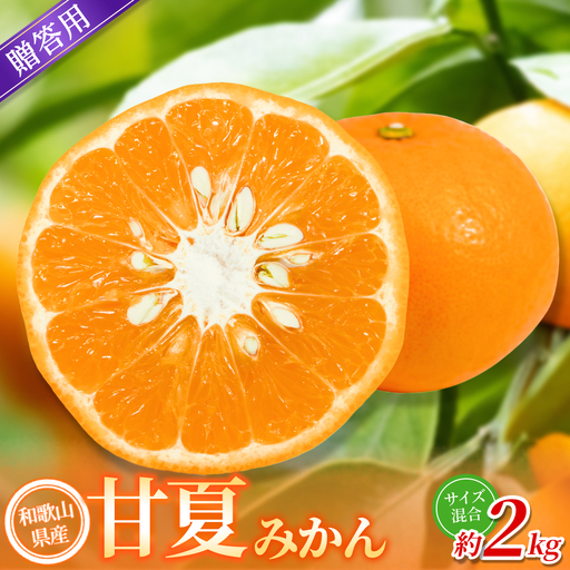 みかん [贈答用] 甘夏みかん 約2kg ][2026年4月中旬〜5月下旬頃に順次発送][BV-mrmt102]