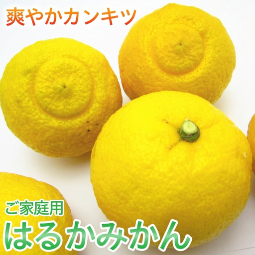 [訳あり・ご家庭用] 有田育ちの はるか みかん約1kg+200g(傷み補償分)[2027年1月下旬〜2月下旬に順次発送][AA-ard251]