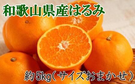 yIEZza̎RŶ͂ݖ5kg(TCY܂) ya̎R炬Yzy2026N1{`2026N2{菇zyTM92114-tecz