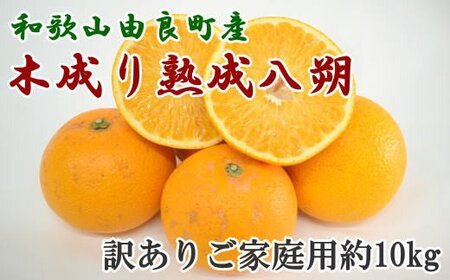 [訳あり・ご家庭用][先行予約][産直]和歌山由良町産の木成り熟成八朔訳ありご家庭用約10kg(サイズ混合) [2026年3月中旬〜2026年4月中旬頃に発送(お届け日指定不可)][tec916B][TM134][TM92124-tec916B]
