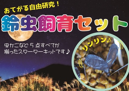 [自由研究に!!]秋の風物詩☆スズムシ飼育セット[2026年6月下旬〜 2026年7月下旬][A217-frks113]