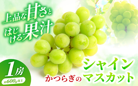 かつらぎ町産 シャインマスカット 1房（600g以上）【2026年8月中旬～9月上旬頃出荷予定】【S96113-mtgn086A】