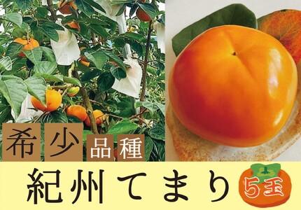 柿 希少品種の柿〇紀州てまり〇5玉化粧箱入り[2025年10月下旬以降発送][A230-frks126]