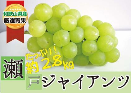 瀬戸ジャイアンツ 約 2.5kg ★数量限定・大人気★【2025年8月下旬～2025年9月中旬頃順次発送】