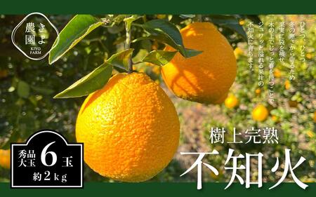 不知火 希少な樹上完熟! 秀品大玉 6個入 (約2kg) [2026年2月下旬頃〜4月中旬頃まで発送][KT2]