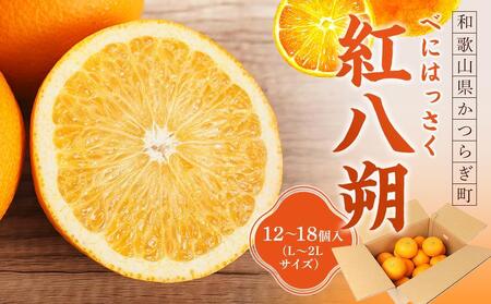先行予約!希少な紅はっさく 12〜18個入り(L〜2Lサイズ)[2026年1月中旬頃から発送][KG9]