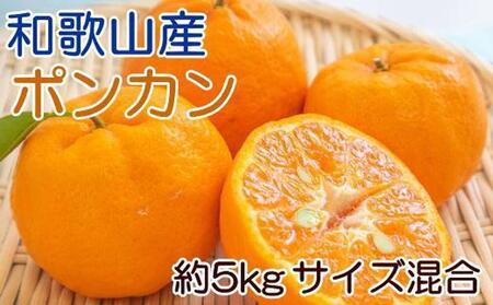 和歌山産ポンカン約5kg(サイズ混合・秀優品)★2026年2月初旬頃より順次出荷[TM136]