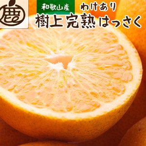 [先行予約]家庭用 樹上完熟はっさく2.5kg+250g(傷み補償分)[有田の春みかん・五月八朔・木生りはっさく][光センサー選別][訳あり・わけあり][IKE34]
