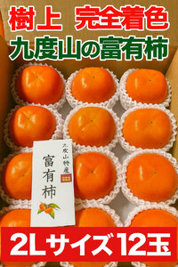 [2026年発送]こだわりの樹上完全着色「九度山の富有柿」2Lサイズ12玉