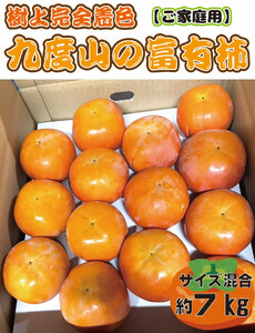 [先行予約] 樹上完全着色「九度山の富有柿」★訳あり★ 約7kg [2026年11月中旬頃から発送予定]