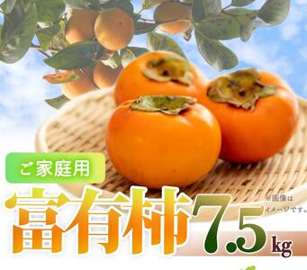 【2022年発送】【ご家庭用わけあり】和歌山秋の味覚　富有柿　約７．５ｋｇ