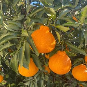 a̎RY sm 3kg mƒpnmUS64n