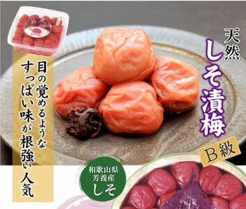 紀州南高梅 徳用 しそ漬梅 1.5kg×1箱 [Kn9]