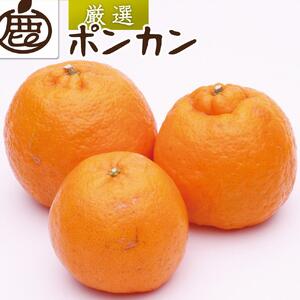 [先行予約]厳選 ポンカン2.5kg+250g(傷み補償分)[IKE20]